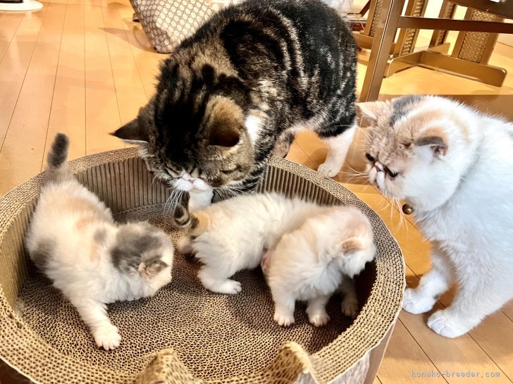 岩下　いずみ(いわした　いずみ)ブリーダー(鹿児島県・エキゾチックショートヘア・ZCC 全国キャットクラブ登録)の紹介写真1