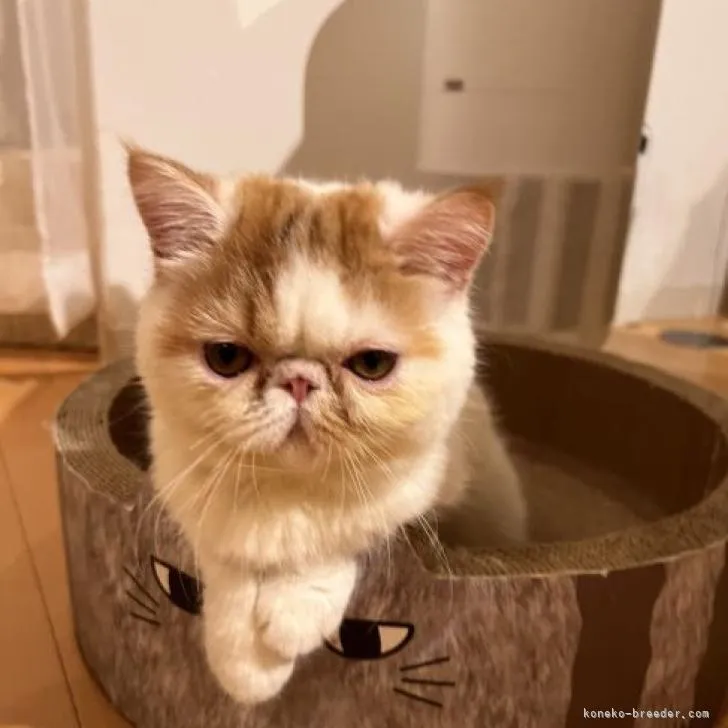 ID：2206-02418の子猫