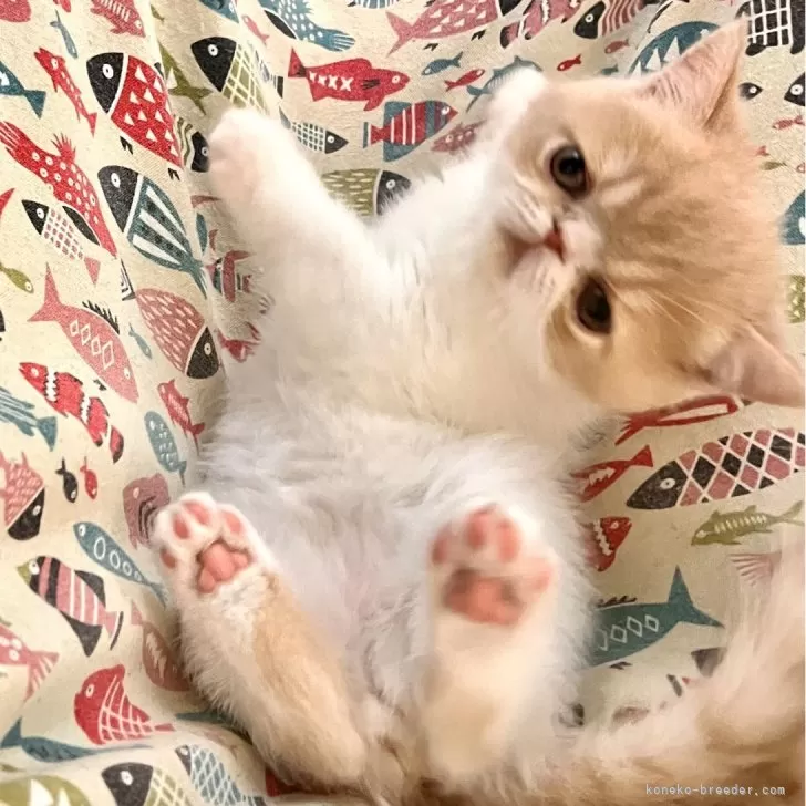 T.K 様のお迎えした子猫