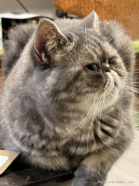 エキゾチックショートヘア【・女の子・2023年12月16日・ブルースポテッドタビー】「のんびりまったりちゃん」