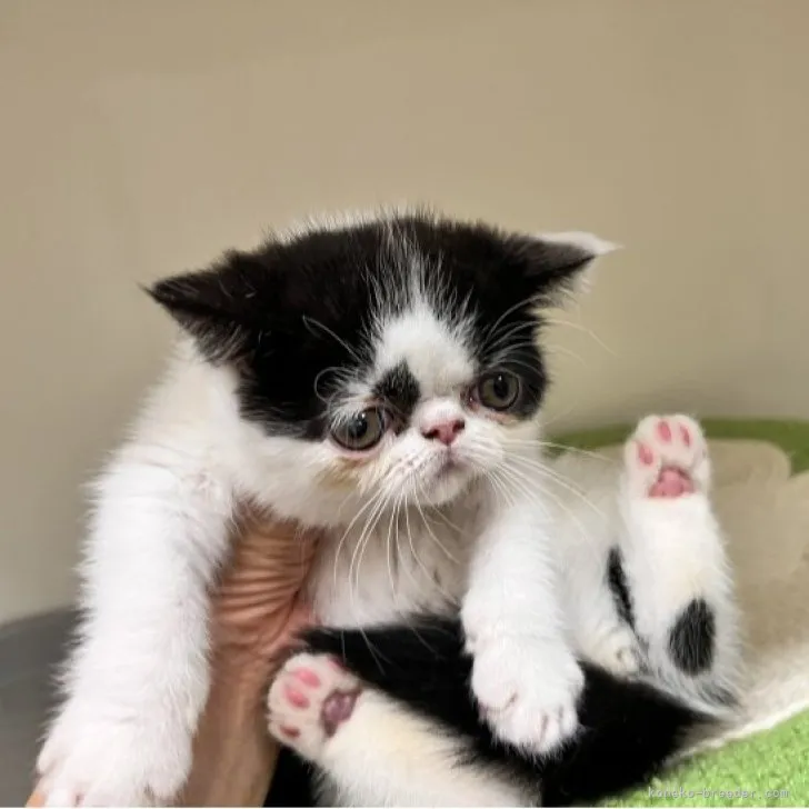 ID：2306-03801の子猫