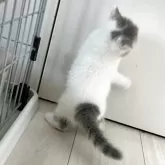 エキゾチックショートヘア【鹿児島県・男の子・2025年9月20日・ホワイトアンドプルー】の写真7