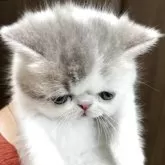 エキゾチックショートヘア【鹿児島県・男の子・2025年9月20日・ホワイトアンドプルー】の写真8