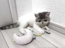 エキゾチックショートヘア【鹿児島県・男の子・2025年9月20日・ホワイトアンドプルー】の写真13