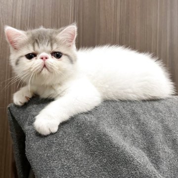 エキゾチックショートヘア【鹿児島県・男の子・2025年9月20日・ホワイトアンドブルータビー（ショート）】の写真「食欲旺盛の丸々ちゃんです😍」