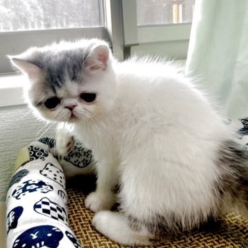 エキゾチックショートヘア【鹿児島県・男の子・2025年9月20日・ホワイトアンドプルー】の写真「垂れ目のキュートな男の子🩷
のんびり屋さん😍」
