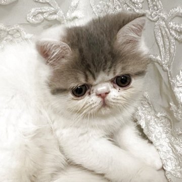 エキゾチックショートヘア【鹿児島県・男の子・2025年9月20日・ホワイトアンドブルータビー（ショート）】の写真「食欲旺盛の丸々ちゃんです😍」