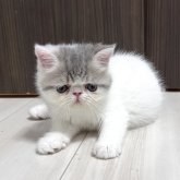 エキゾチックショートヘア