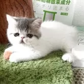 エキゾチックショートヘア