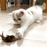 エキゾチックショートヘア