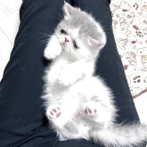 エキゾチックショートヘア