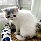 エキゾチックショートヘア