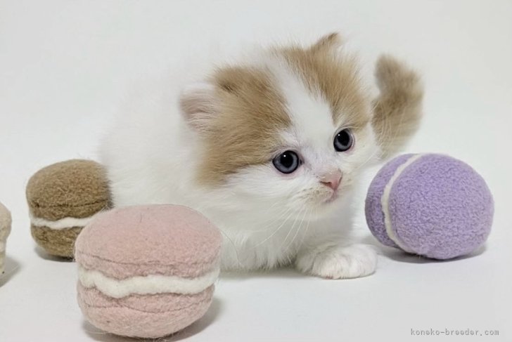 マンチカンの子猫は親猫どちらかがブリティッシュロングヘアのため丈夫で丸くとっても可愛いです！｜高橋　真澄(たかはし　ますみ)ブリーダー(福岡県・マンチカンなど・ICC登録)の紹介写真10