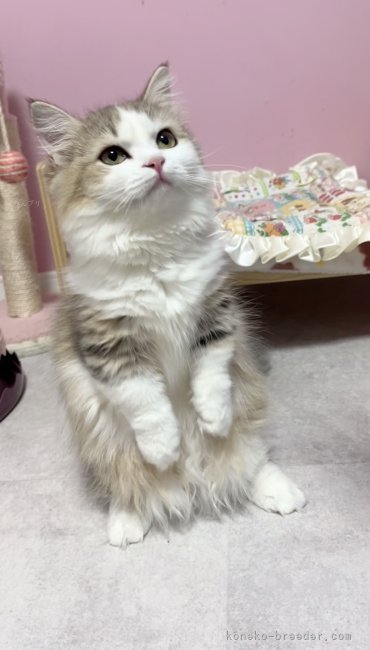 1番人気ミヌエットのママ候補のカヌレ｜高橋　真澄(たかはし　ますみ)ブリーダー(福岡県・マンチカンなど・ICC登録)の紹介写真7