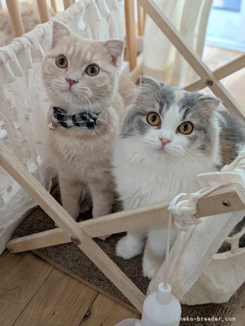 我が家で産まれたスコティッシュフォールド♡大きくなっても可愛い！！｜高橋　真澄(たかはし　ますみ)ブリーダー(福岡県・マンチカンなど・ICC登録)の紹介写真9