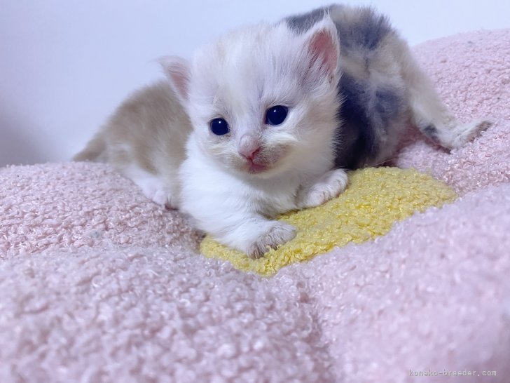 高橋真澄ブリーダーのブログ：来月ご家族さま募集します💕