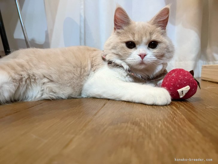 ブリティッシュロングヘア【・女の子・2022年12月9日・クリームタビー&amp;ホワイト】