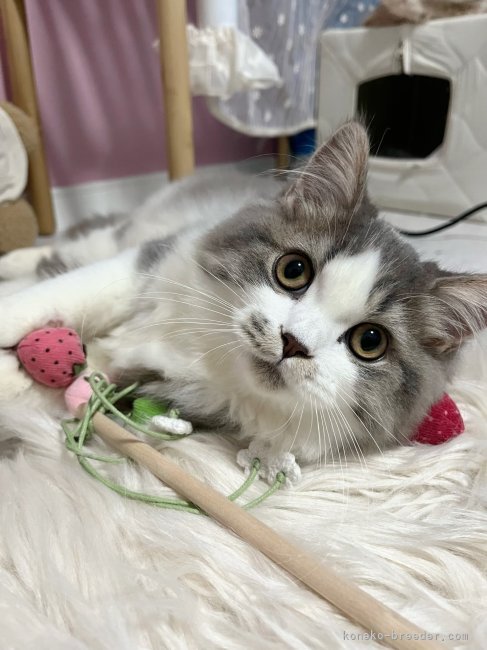 スコティッシュフォールド【・男の子・2023年5月20日・ブルー&amp;ホワイト】