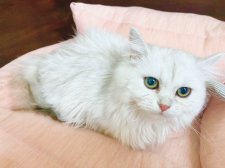 ペルシャ(チンチラ)【・女の子・2023年9月27日・チンチラシルバー】