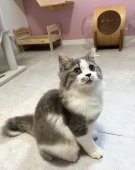 スコティッシュフォールド【・男の子・2023年5月20日・ブルー&ホワイト】