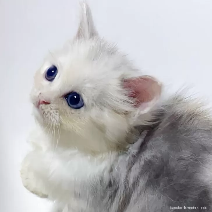 ミヌエット(短足)【福岡県・女の子・2025年9月17日・シルバーパッチドタビー】の写真1