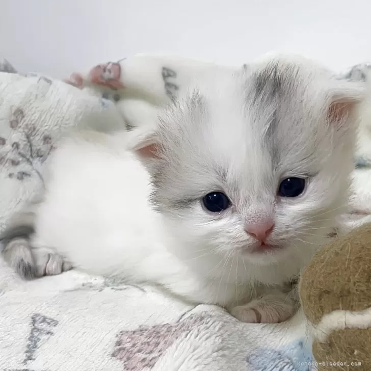 ミヌエット(短足)【福岡県・女の子・2025年11月1日・ダイリュートキャリコ】の写真1「離乳食も順調にスタートしました★」