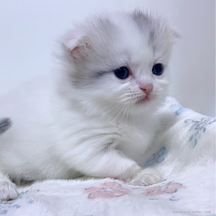 ブリーダー画像