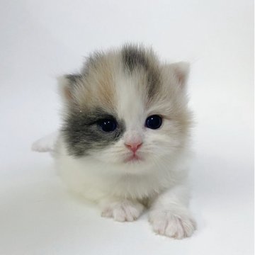 マンチカン(長足)【福岡県・女の子・2025年7月8日・ダイリュートキャリコ（セミロング〜ロングヘア）】の写真「足が短めの長足。カラーの入り方が綺麗です♡」