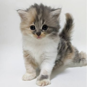 マンチカン(長足)【福岡県・女の子・2025年10月7日・ブルーパッチドタビー&ホワイト（セミロング〜ロングヘア）】の写真「懐っこい子です💕」