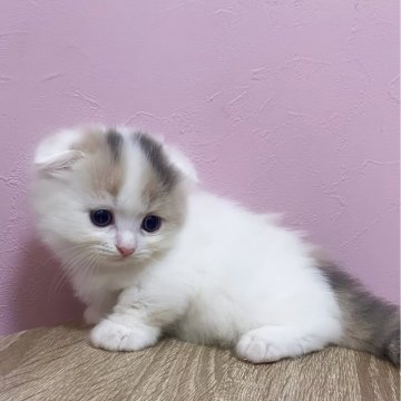 マンチカン【福岡県・女の子・2025年7月8日・ダイリュートキャリコ（セミロング〜ロング）】の写真「耳折れ短足マンチカン♡」