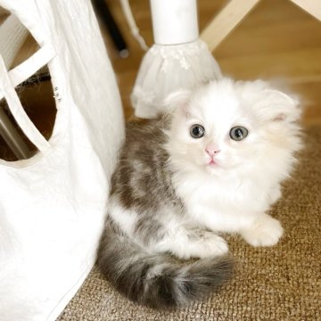 ミヌエット(短足)【福岡県・男の子・2025年9月17日・シルバタビー&ホワイト（ふわふわロングヘア）】の写真「珍しい垂れ耳短足💕そして性格良き💕」