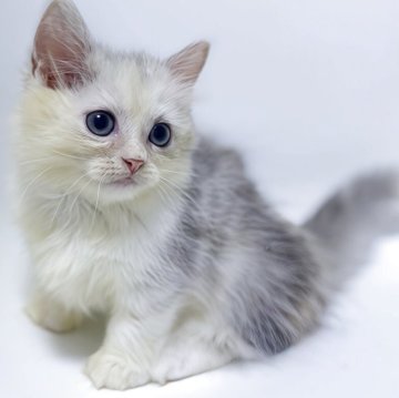 ミヌエット(短足)【福岡県・女の子・2025年9月17日・シルバーパッチドタビー（ロングヘアー）】の写真「とても綺麗なカラーです💕」