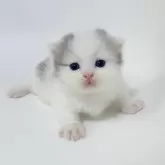 マンチカン(短足)