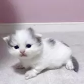 マンチカン(短足)