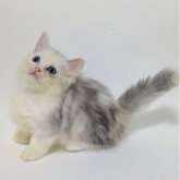 ミヌエット(短足)