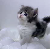 スコティッシュフォールド