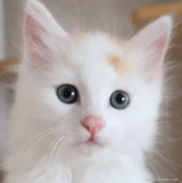 ID：2403-02146の子猫