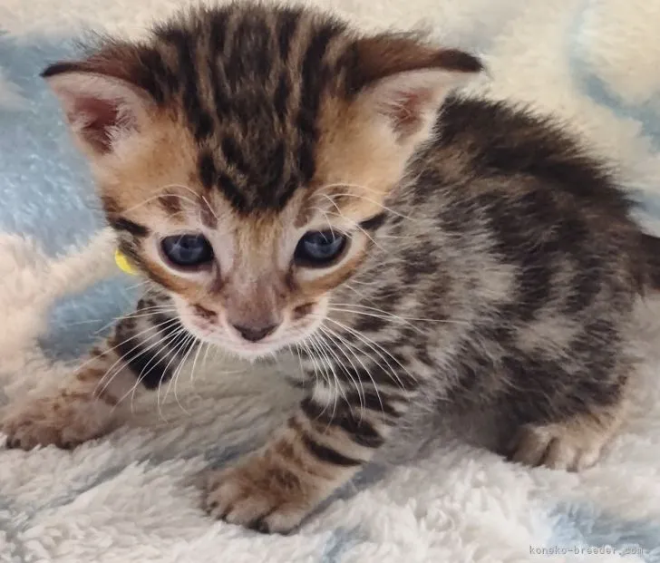 ID:2109-01288の子猫