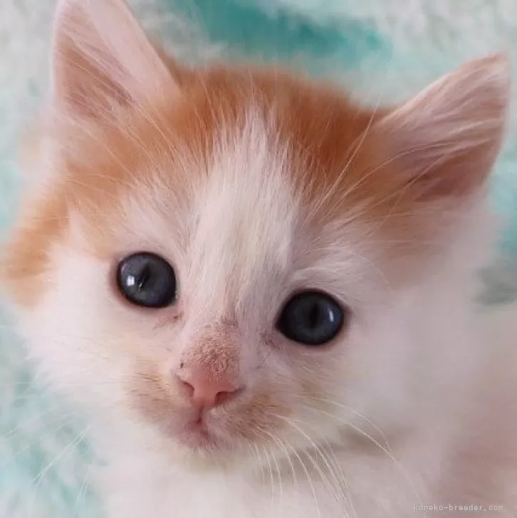 ID:2403-00113の子猫