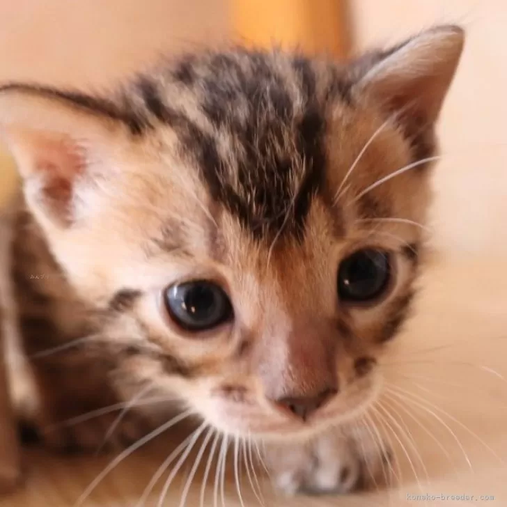 ID：2409-02779の子猫