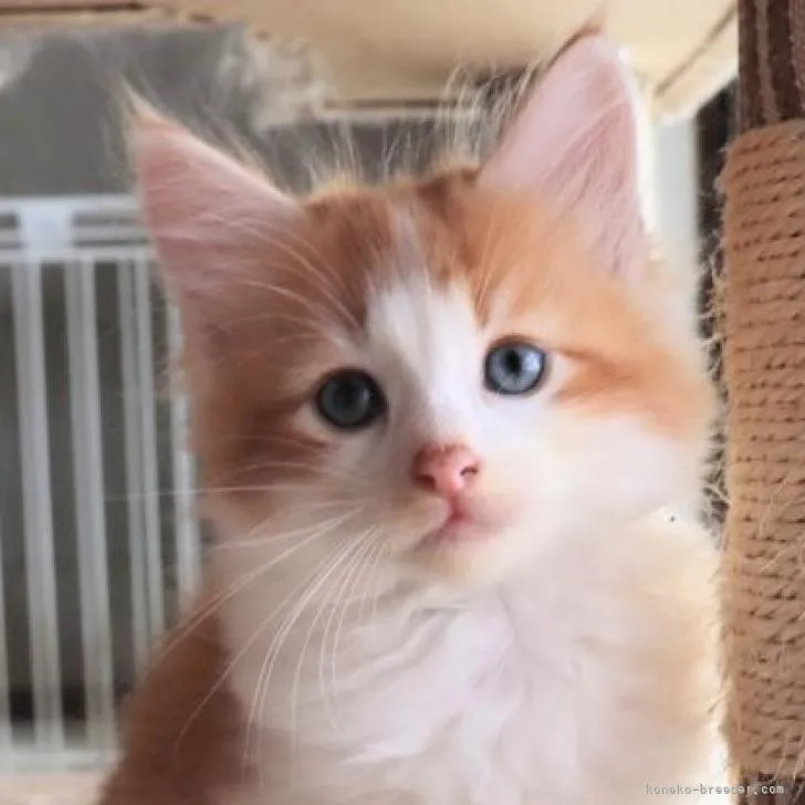 ID:2209-02712の子猫
