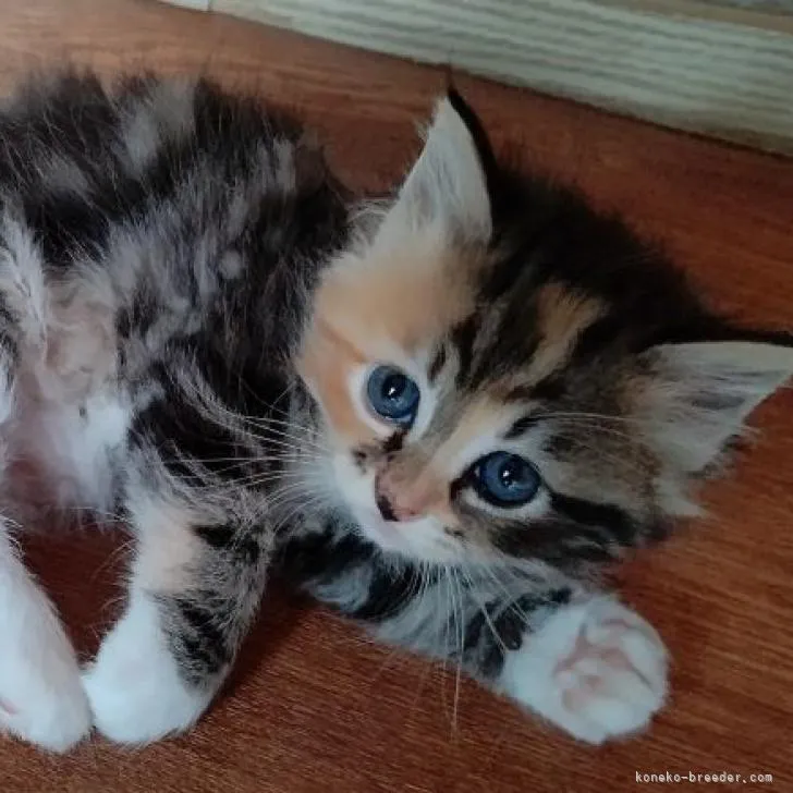 ID:2207-01749の子猫