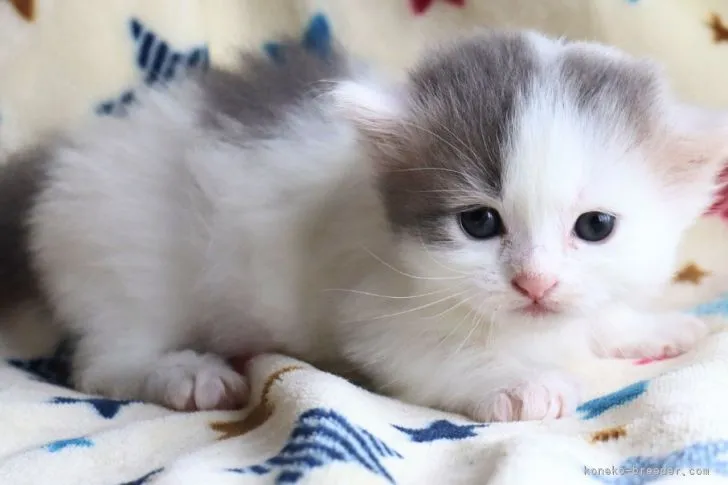 ID:2204-02710の子猫