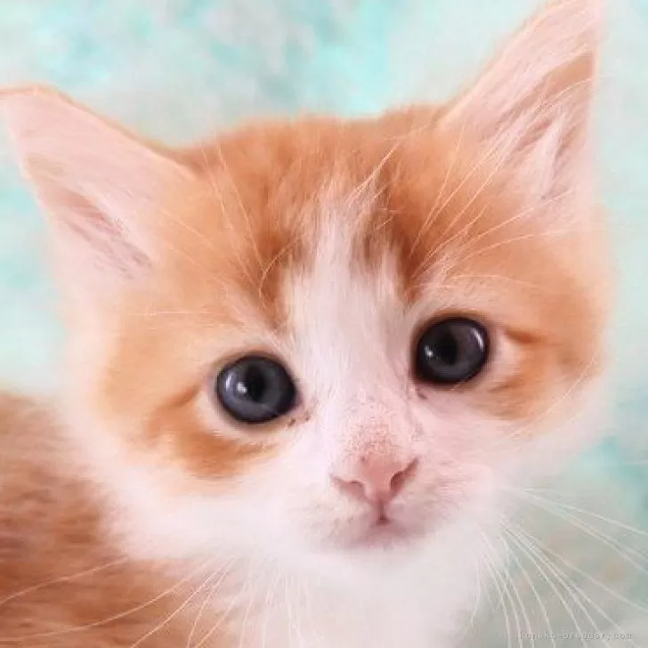 サイベリアン【群馬県・女の子・2024年5月10日・レッドタビー&amp;ホワイト】の写真1