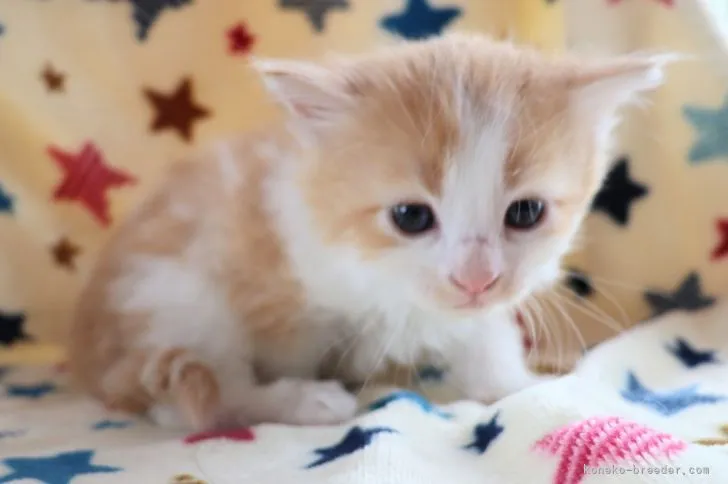 ID：2204-02855の子猫