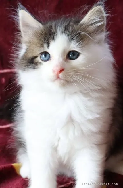 ID:2109-02788の子猫
