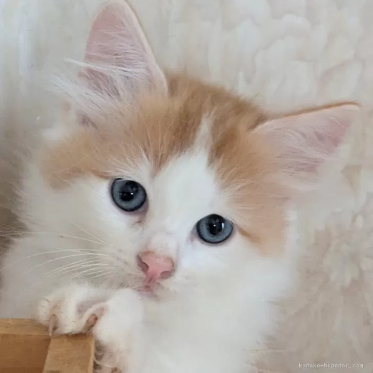 ID:2409-02772の子猫