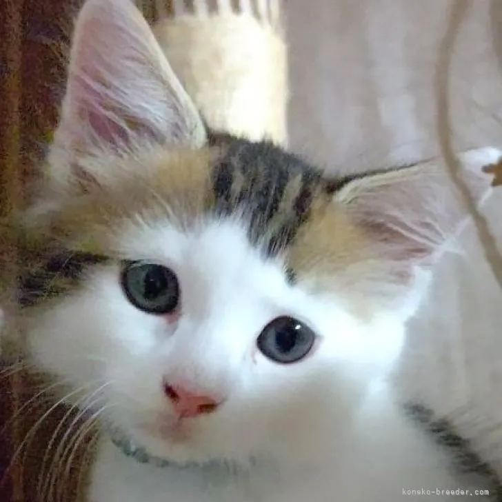 ID：2206-00823の子猫