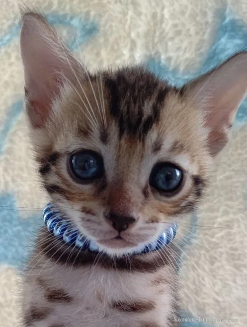 ID:2107-02465の子猫
