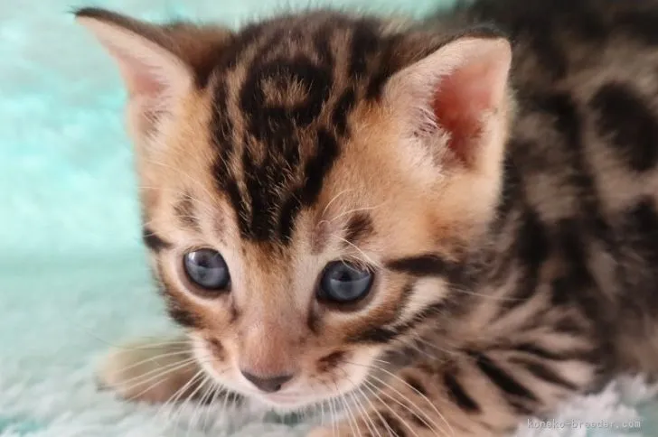 ID：2204-02702の子猫